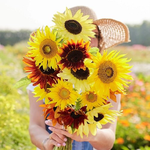 What Does a Sunflower Symbolize