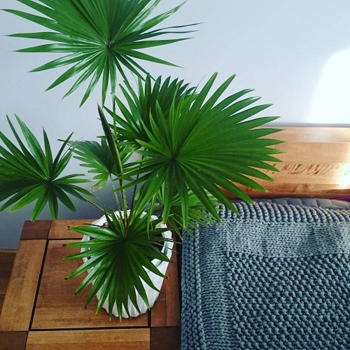 beautiful Small Palm Trees