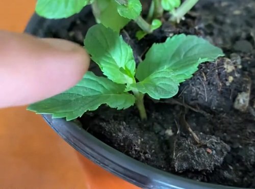 Grow Unlimited Supply of Mint With This One Trick 3