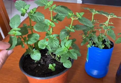 Grow Unlimited Supply of Mint With This One Trick 1