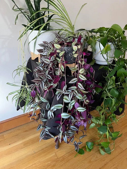 Purple Trailing Plants 1