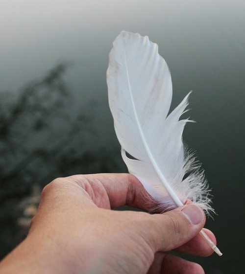 What Does It Mean When a White Feather Appears 1