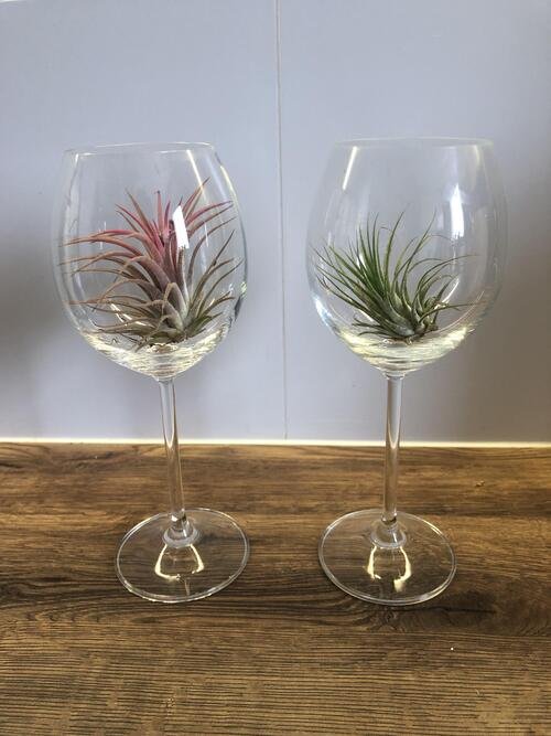 Air Plants in Wine Glasses Ideas to Display Them in Style