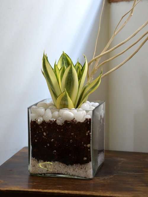 Snake Plants in Jar with white rocks