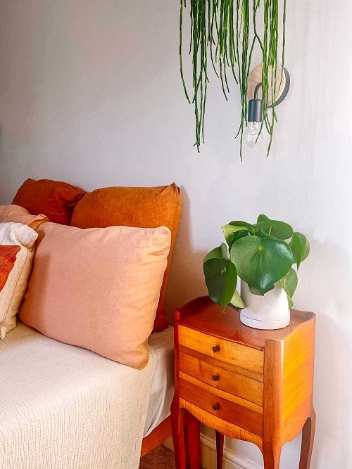 Peperomia in bedroom 