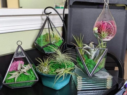 Terrarium Garden with Air Plants Ideas to Display Them in Style