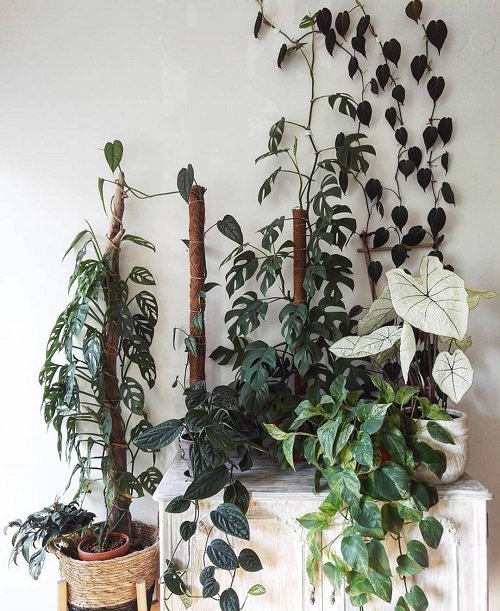 Monstera potted plant arrangement