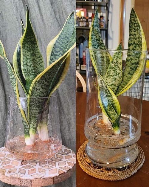 snake plant showpiece