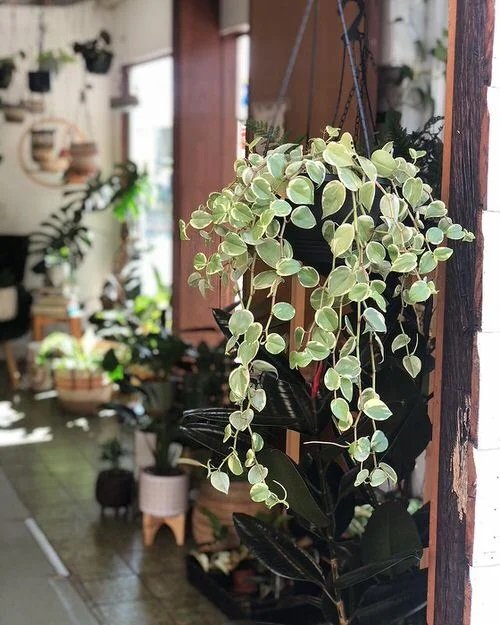Peperomia plant in hanging basket