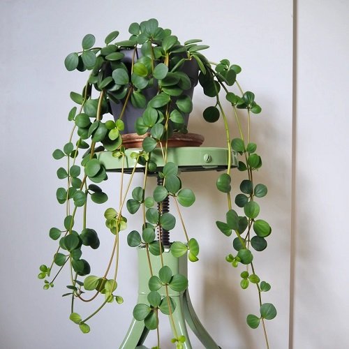 Peperomia in screw stand