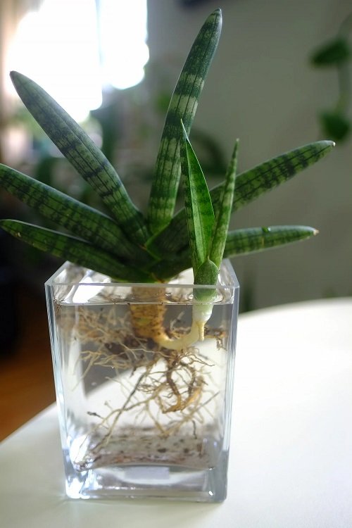 sensivieria plant in square glass 