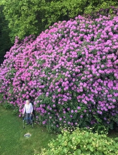 blooming Rhododendron plant in garden 2