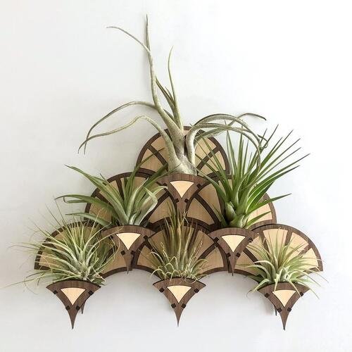 Geometric Air Plant Wall Holder Ideas to Display Them in Style