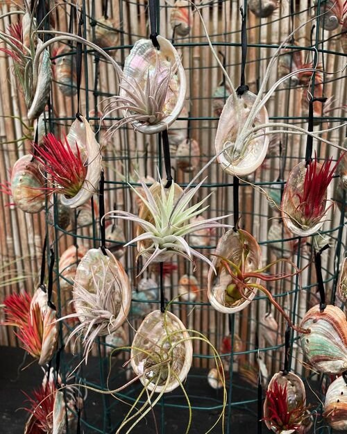 Tillandsia Abalone Ornaments for Decor Ideas to Display Them in Style
