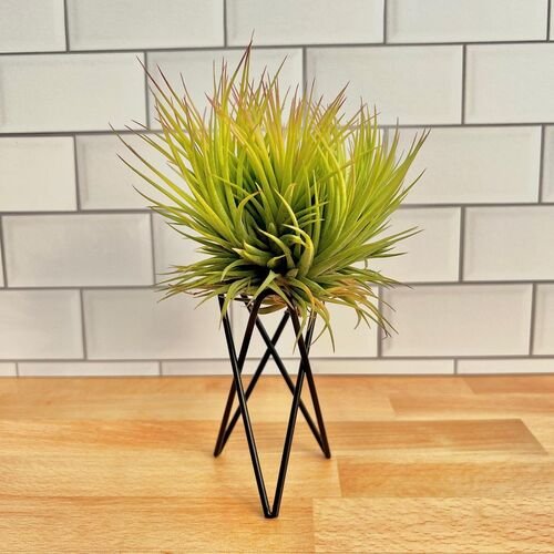  Air Plant on Tiny Metal Stand Ideas to Display Them in Style