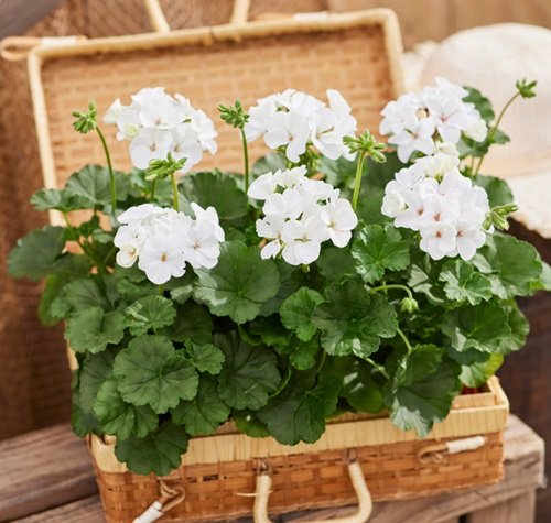 Nano White flower planter on wooden bench Best White Geraniums