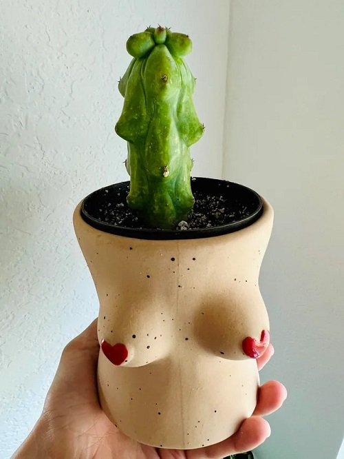 Boobie Cactus in Breast Planter