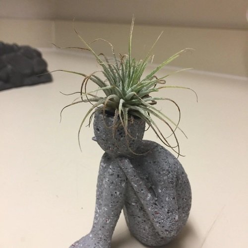 Air Plant Mini Decor Figurine Ideas to Display Them in Style