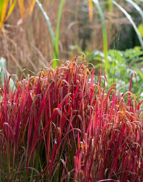 Japanese Blood Grass With Bizarre Name