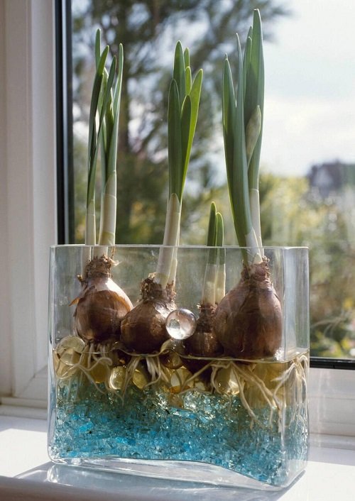 Flowering Bulbs to plant in january february