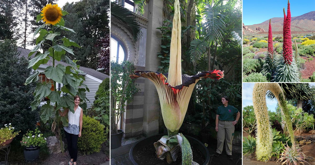 8-tallest-and-longest-flower-names-in-the-world-balcony-garden-web