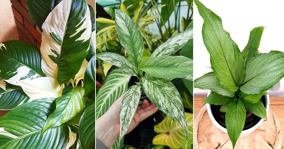 8 Stunning Variegated Peace Lily Varieties | Balcony Garden Web