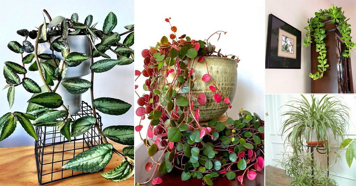 9 Types of Unique Trailing Plants You Should Grow Indoors | Balcony ...