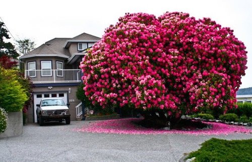 This Rhododendron Tree 9