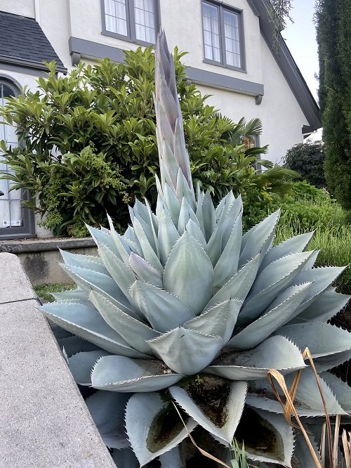 Whale's Tongue Agave big leaf succulent in yard
