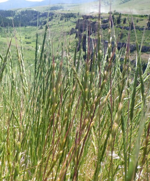 Jointed Goatgrass Weeds that Look Like Wheat