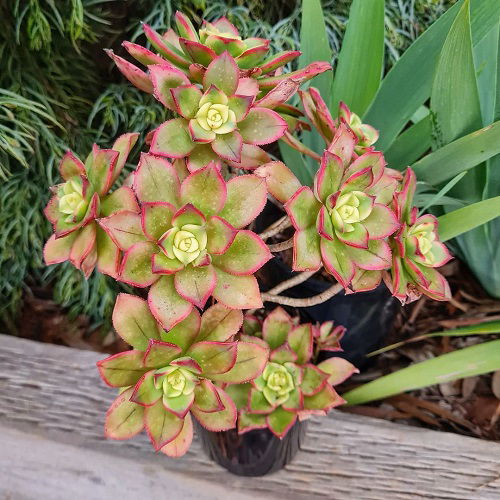 succulents that change color 2