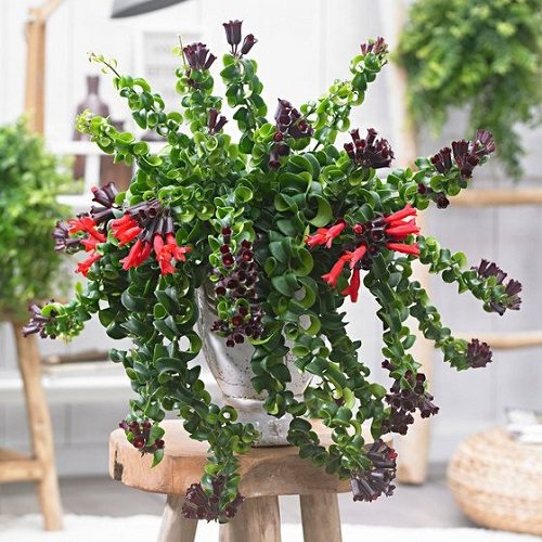 Chinese Indoor Plants 10