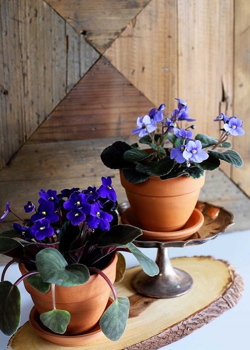 beautiful purple flower plant indoor