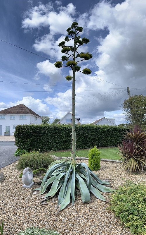 world's longest and tallest flower 7