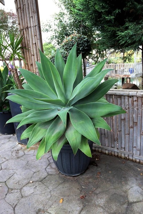 Agave attenuata potted big leaf succulent plant near fence