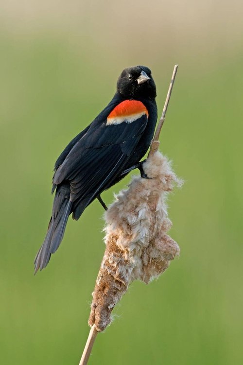 Red-winged Blackbird Black and Orange Birds