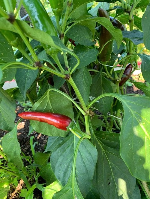 Peppers with an upward growth 