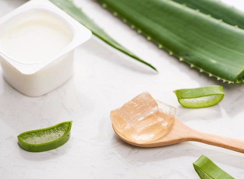 Amazing Facts All Aloe Plant Users Should Know aloe vera yogurts