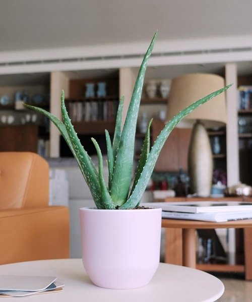 Aloe vera Houseplants for Where Sun Doesn't Shine