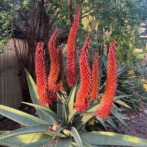 Aloe Succotrina cone flower plant in yard 