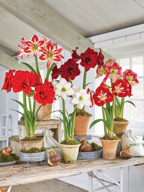 What Do the Different Colors of Amaryllis Flower Symbolize