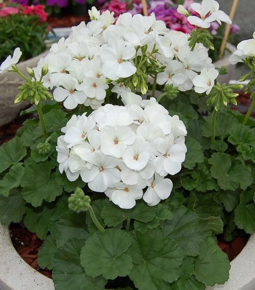 beautiful Best White Geraniums