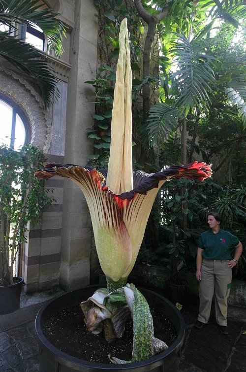 Tallest Flowers in the World 1