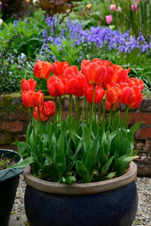 Some Essential Tips For tulip