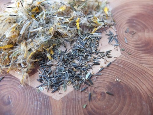 Arnica seeds on table Seeds You Should Freeze Before Planting