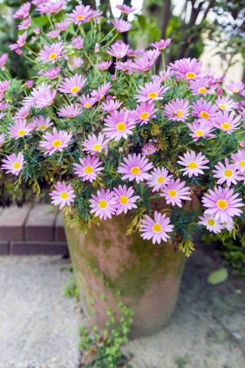 Aromatic Aster plant in teracota pot