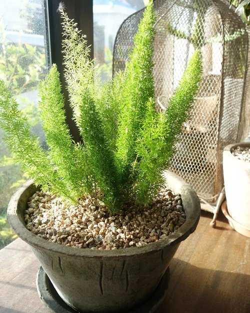  Like Asparagus Fern plants 5