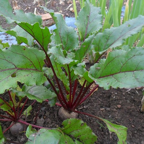 the beetroot plants that resemble rhubarb