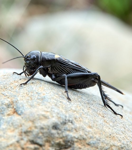 Spiritual Meaning of Black Crickets 1