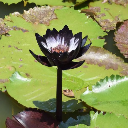 Black Lotus 
